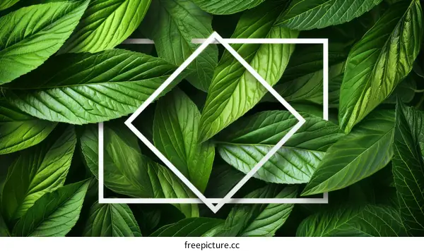 Green leaves background with white square frames