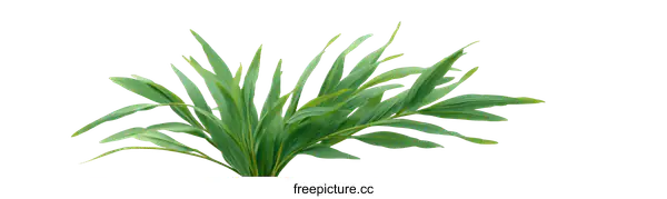 [Transparent Background PNG]Fresh Green Palm Leaves Isolated on White Background