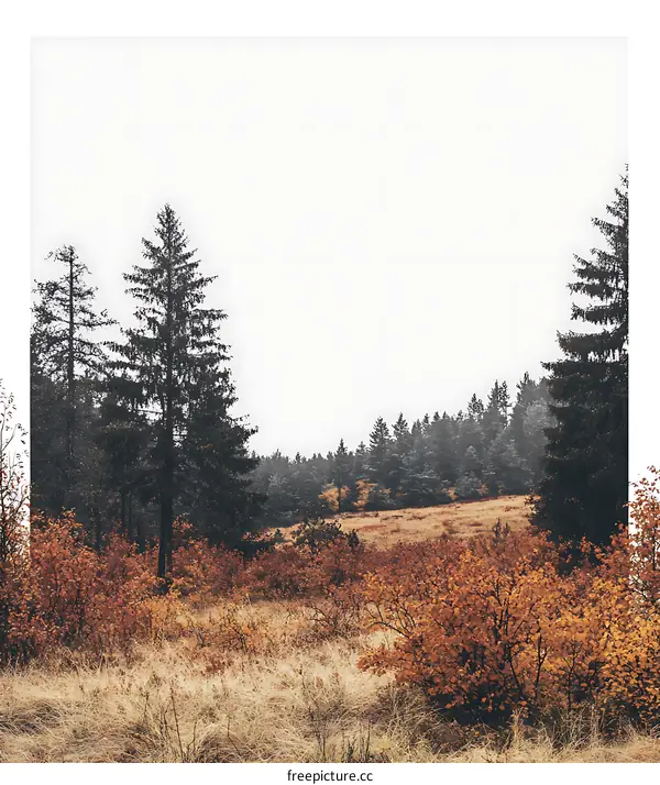 Autumn Forest Landscape With Tall Trees