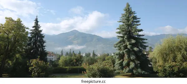 Mountain View with Lush Trees and Landscape