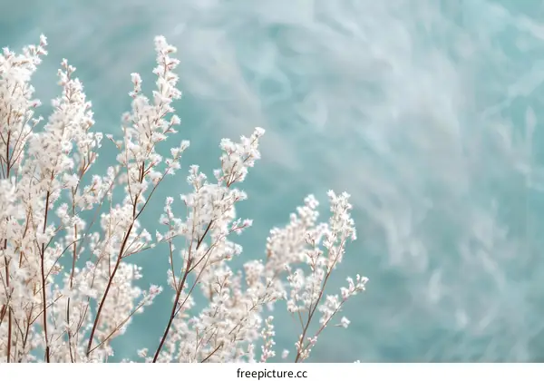 White Flowers Against Teal Background