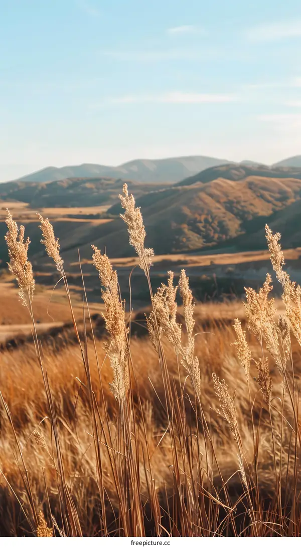 Golden Grass Field With Mountain Background