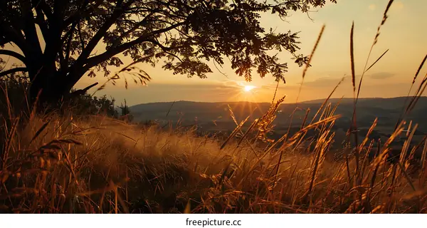 Sunset View From Tree With Grass