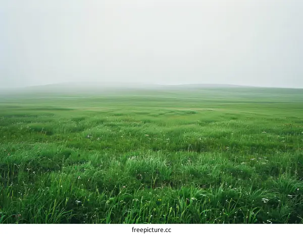 Foggy Green Grass Field with Rolling Hills