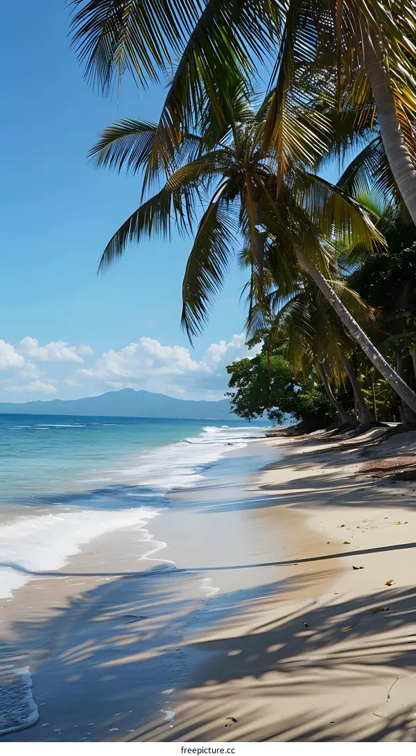 Palm trees on a beach with white sand and blue water