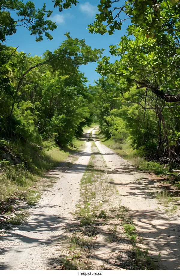 Gravel Road Through Lush Forest