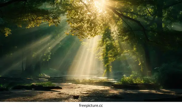 Sunlight Filtering Through Verdant Forest Canopy