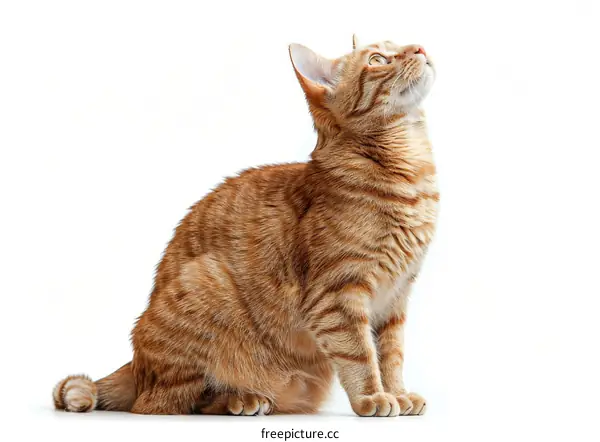 A ginger cat is sitting and looking up