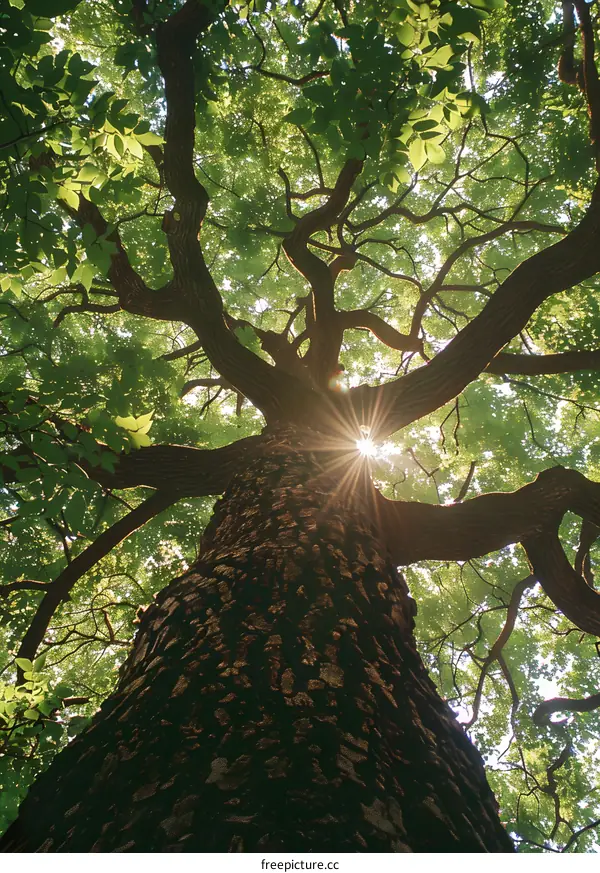 Sunlight shining through the branches of a tree