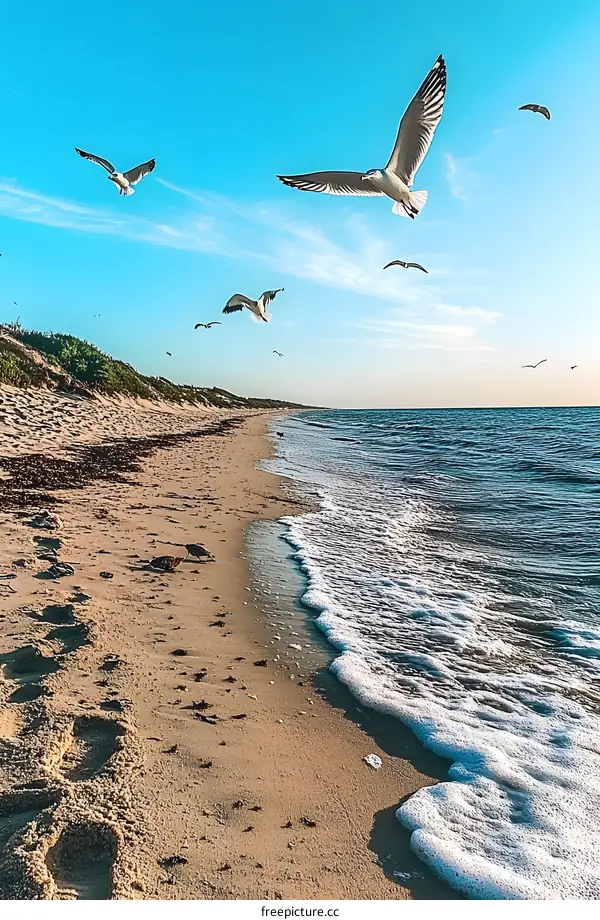 Seagull Flying Above Beach Shore