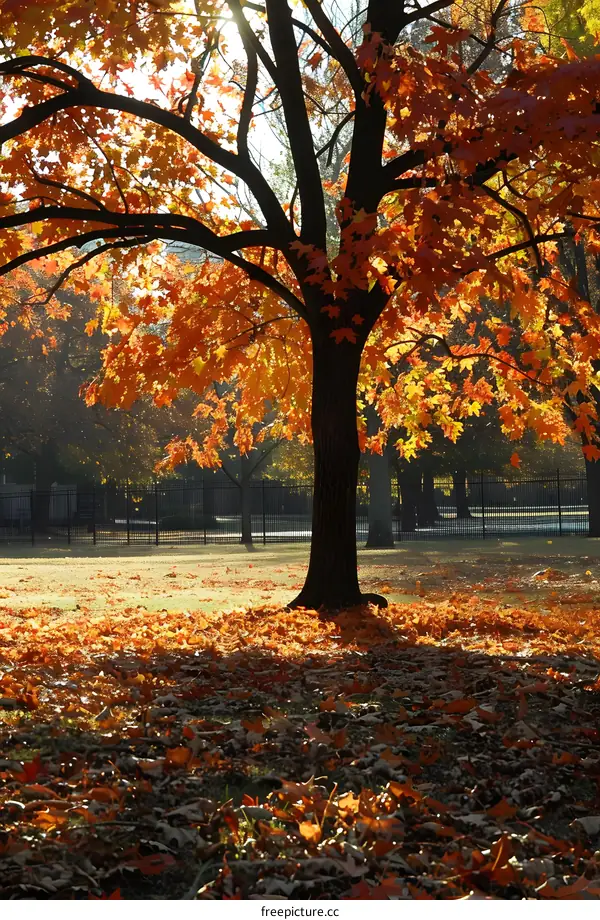 Autumn Leaves on the Ground with Sunlight Shining Through Tree Branches