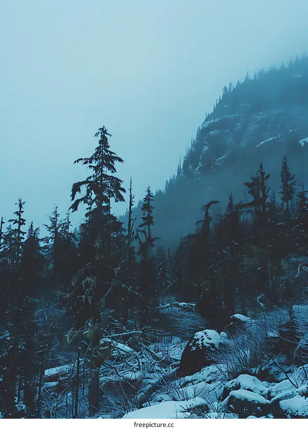 Winter Foggy Forest Landscape With Snow And Trees