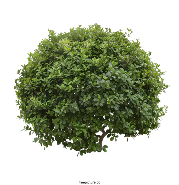 [Transparent Background PNG]Green Bush Isolated On White Background