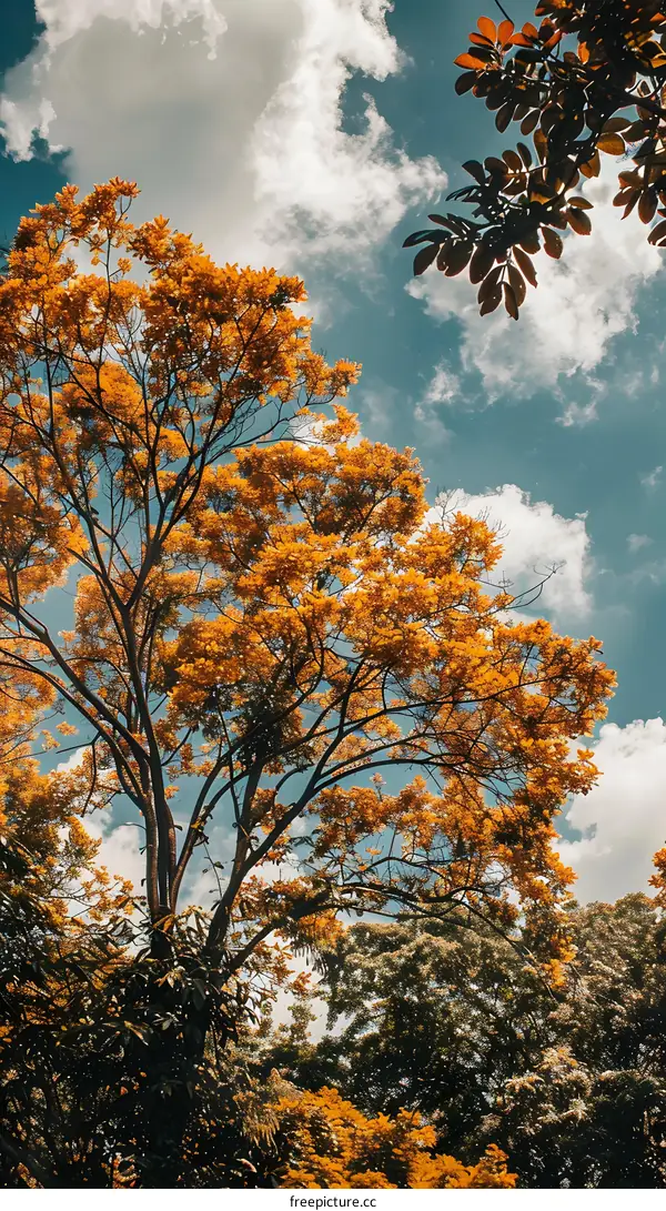 Autumn Leaves and Blue Sky With White Clouds