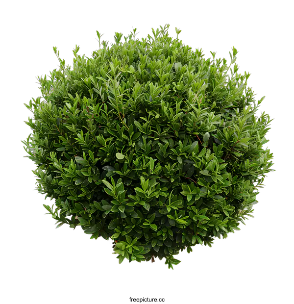 [Transparent Background PNG]Green Bush Isolated On White Background