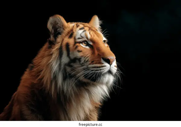 Closeup Tiger Portrait Against Black Background