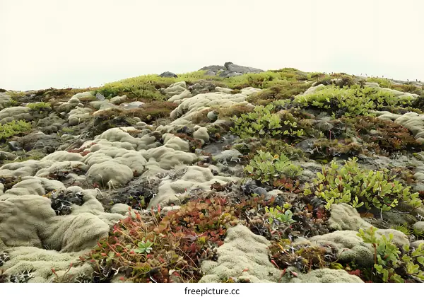 Closeup of Lush Green Moss Covered Rocks