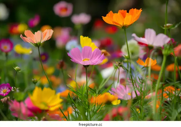 Colorful Cosmos Flowers in a Meadow