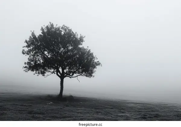 A lonely tree stands in a field on a foggy day