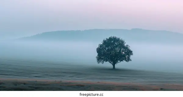 Solitary Tree in Foggy Field