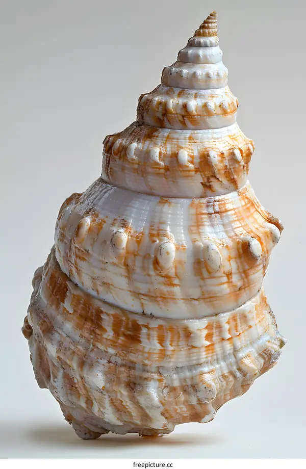 Seashell on White Background