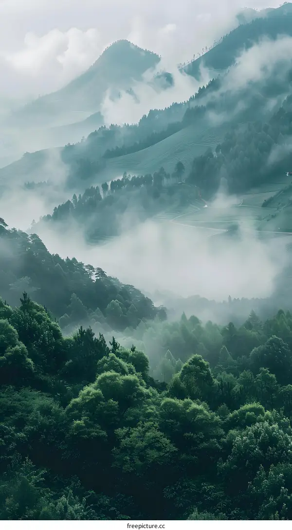 Misty Mountain Forest Landscape
