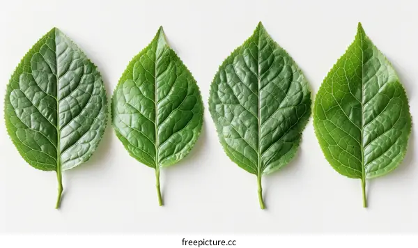 Four green leaves arranged in a row on a white background