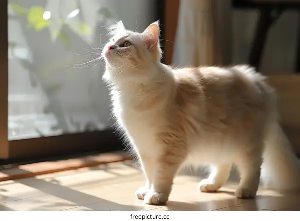 A ginger cat looking out the window