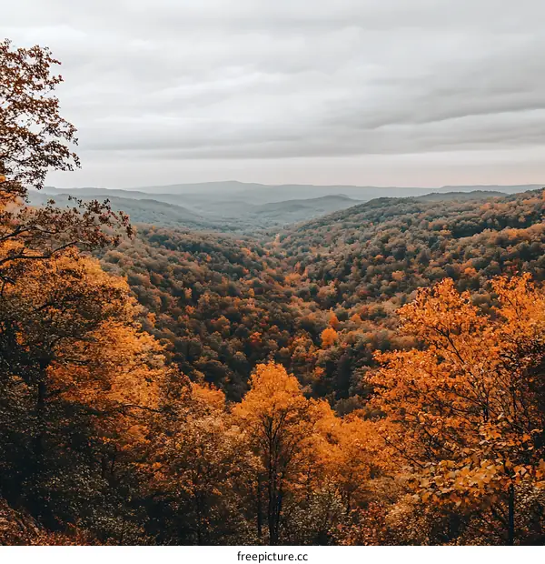 Autumn Foliage Overlooking Valley Landscape