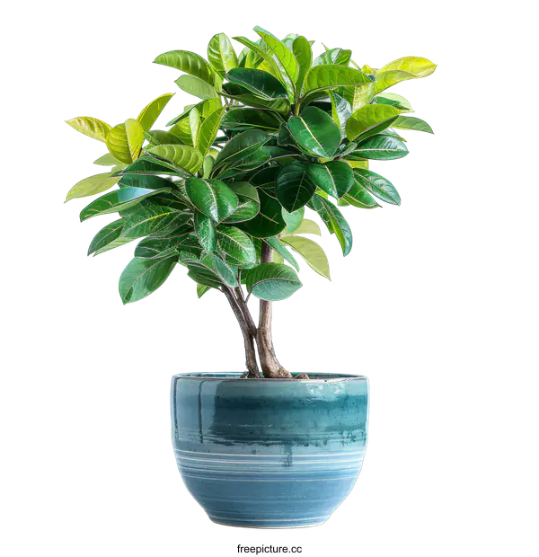 [Transparent Background PNG]Green potted plant on transparent background
