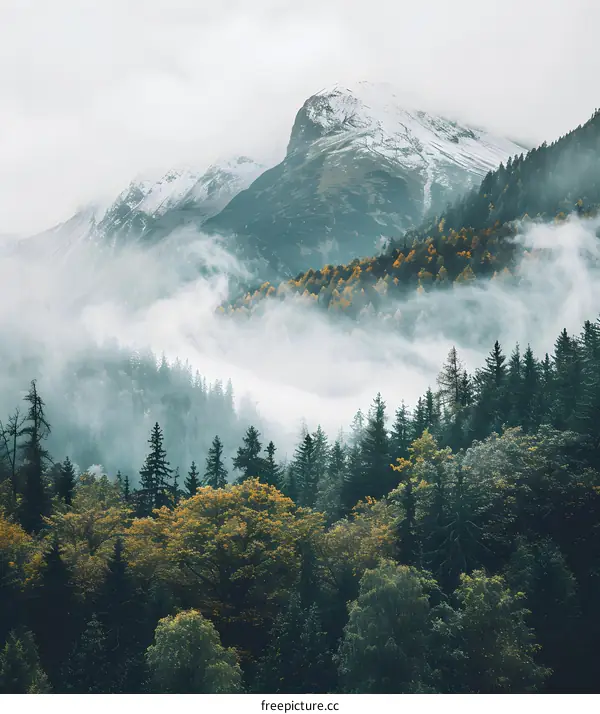 Misty Mountain Forest Landscape