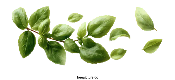 [Transparent Background PNG]Fresh Basil Leaves Illustration