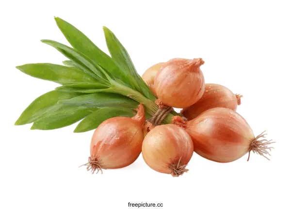 [Transparent Background PNG]Fresh Bunch of Small Onions with Green Leaves