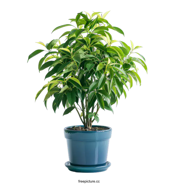 [Transparent Background PNG]Lush green houseplant in blue pot