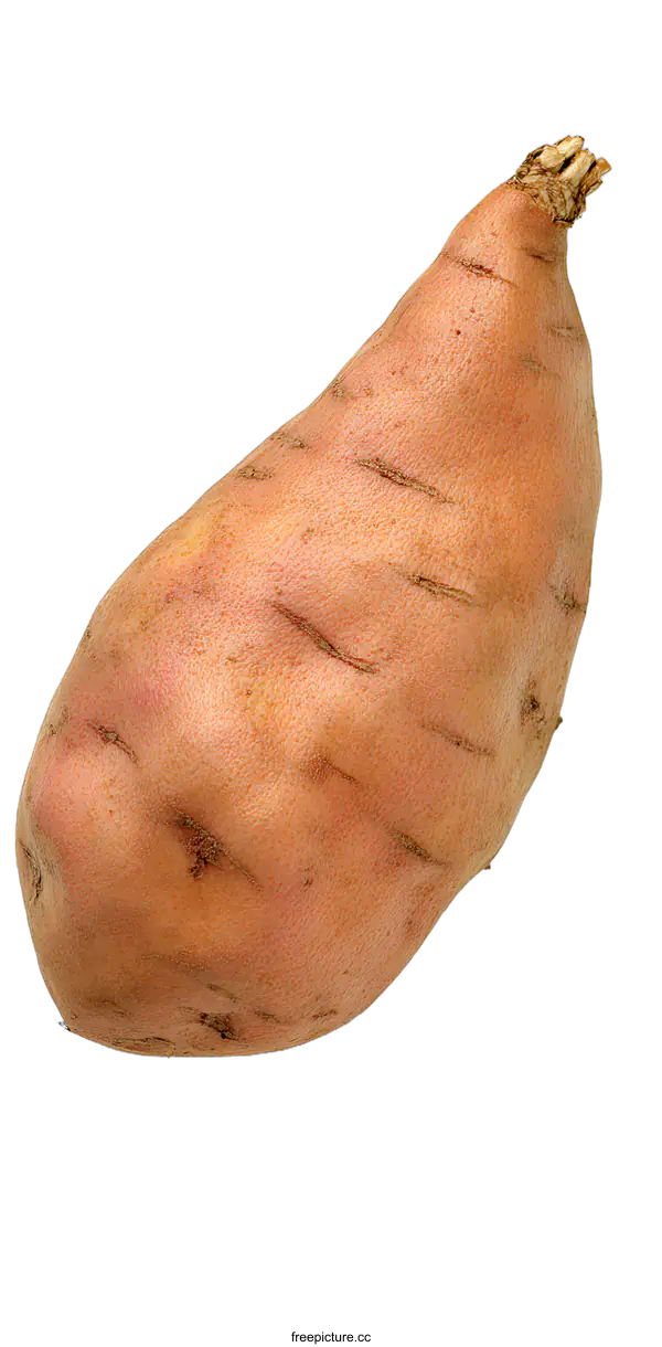 [Transparent Background PNG]Single Sweet Potato Isolated on White Background