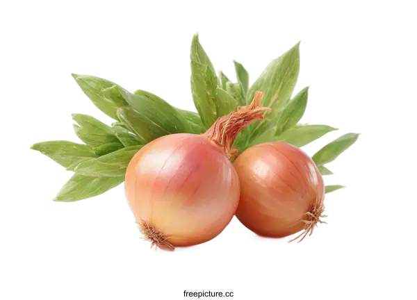 [Transparent Background PNG]Fresh Organic Onions with Green Leaves