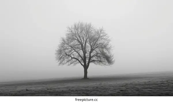Single tree in the middle of a grass field on a foggy day