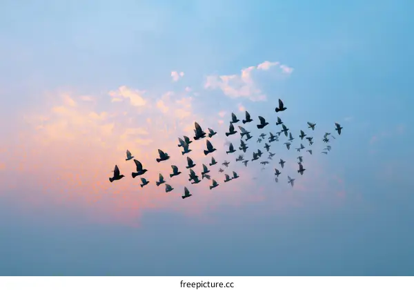 A flock of birds flying in the sky during sunset