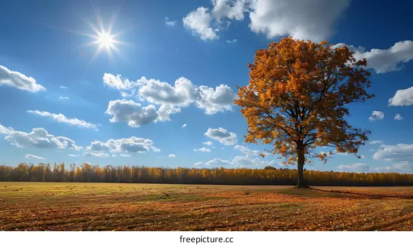 Lonely tree in the middle of a grass field with yellow leaves in the fall season
