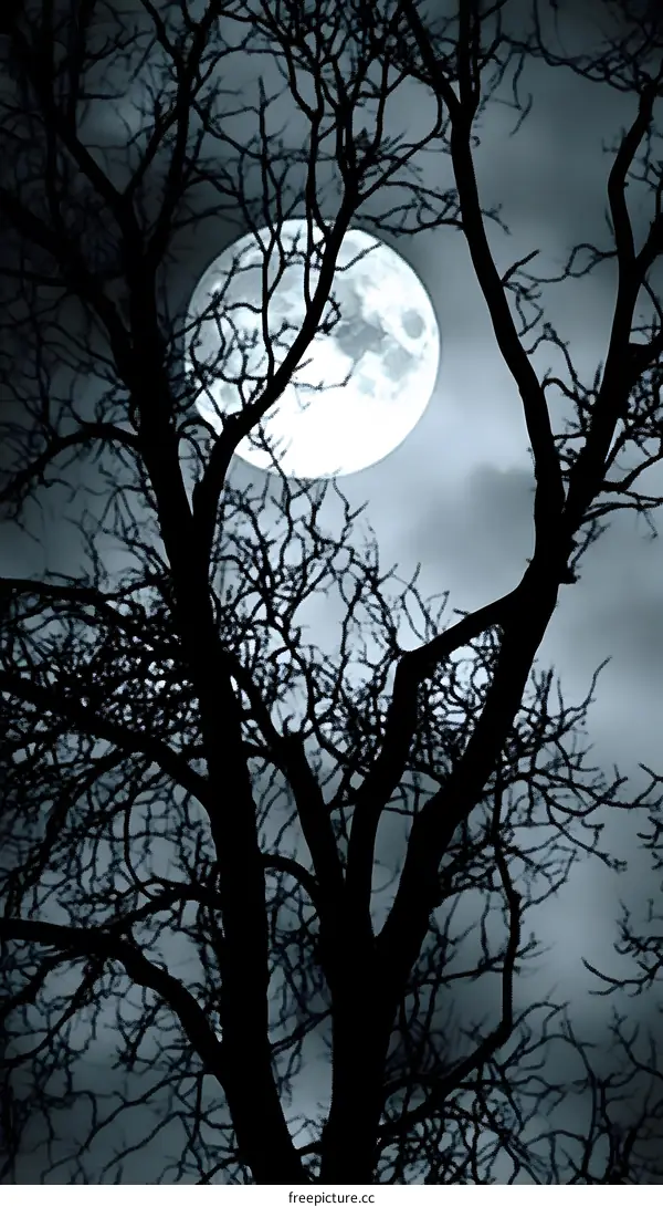 Full Moon In The Night Sky Through Bare Branches