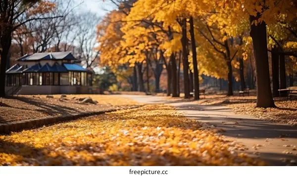 Fall Scenery of a Wooded Walking Path