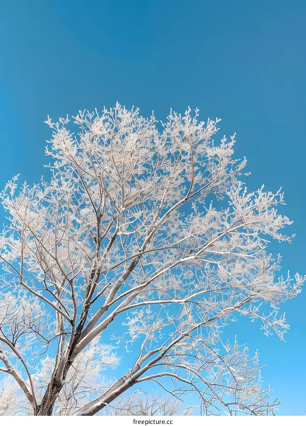 Wintry branches of a tree against the blue sky
