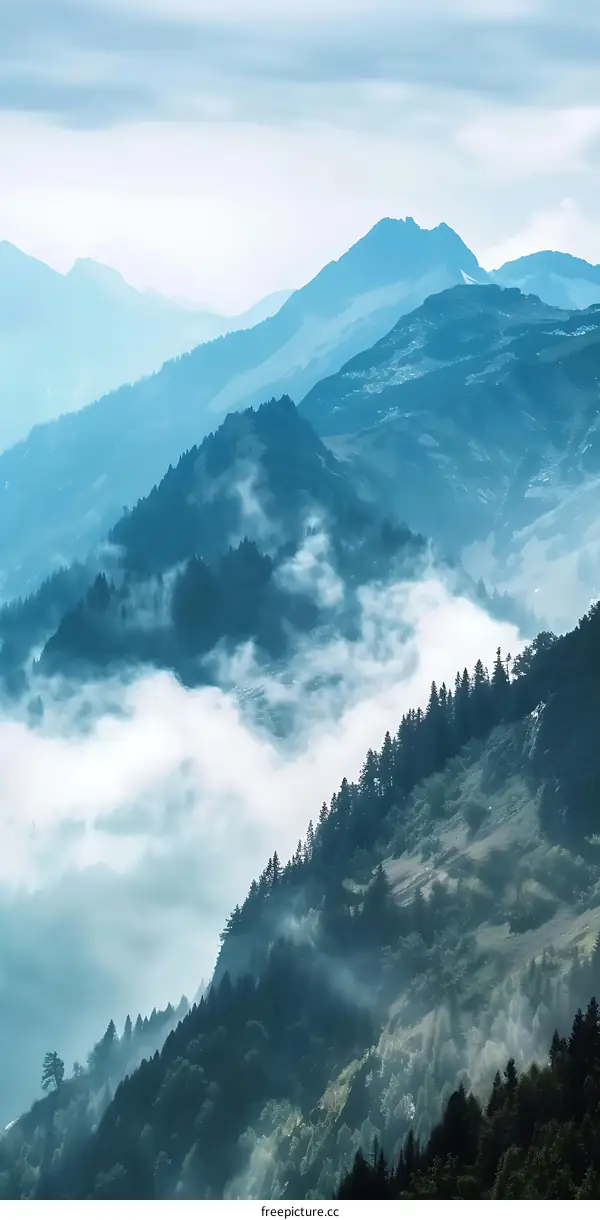 Misty Mountains with Evergreen Trees