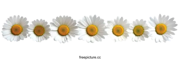 [Transparent Background PNG]Beautiful White Daisies in a Row