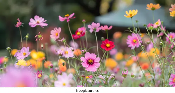 Close Up of Colorful Cosmos Flowers in a Garden