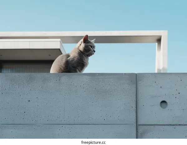 gray cat on a concrete fence under the blue sky