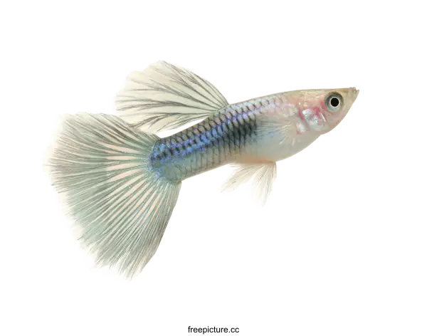 [Transparent Background PNG]Close Up of a Colorful Betta Fish