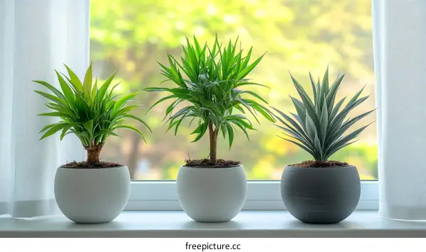 Three Potted Plants on a Windowsill