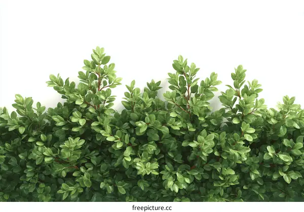 Fresh Green Bushy Plants Border Image