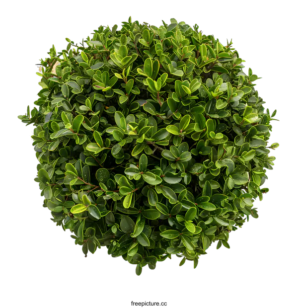 [Transparent Background PNG]Round Green Bush Isolated On White Background